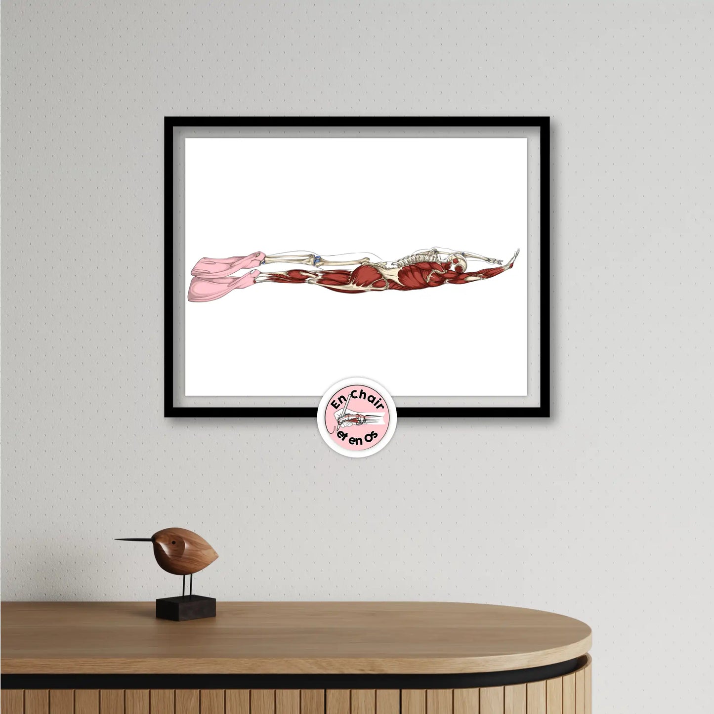 Planche anatomique natation