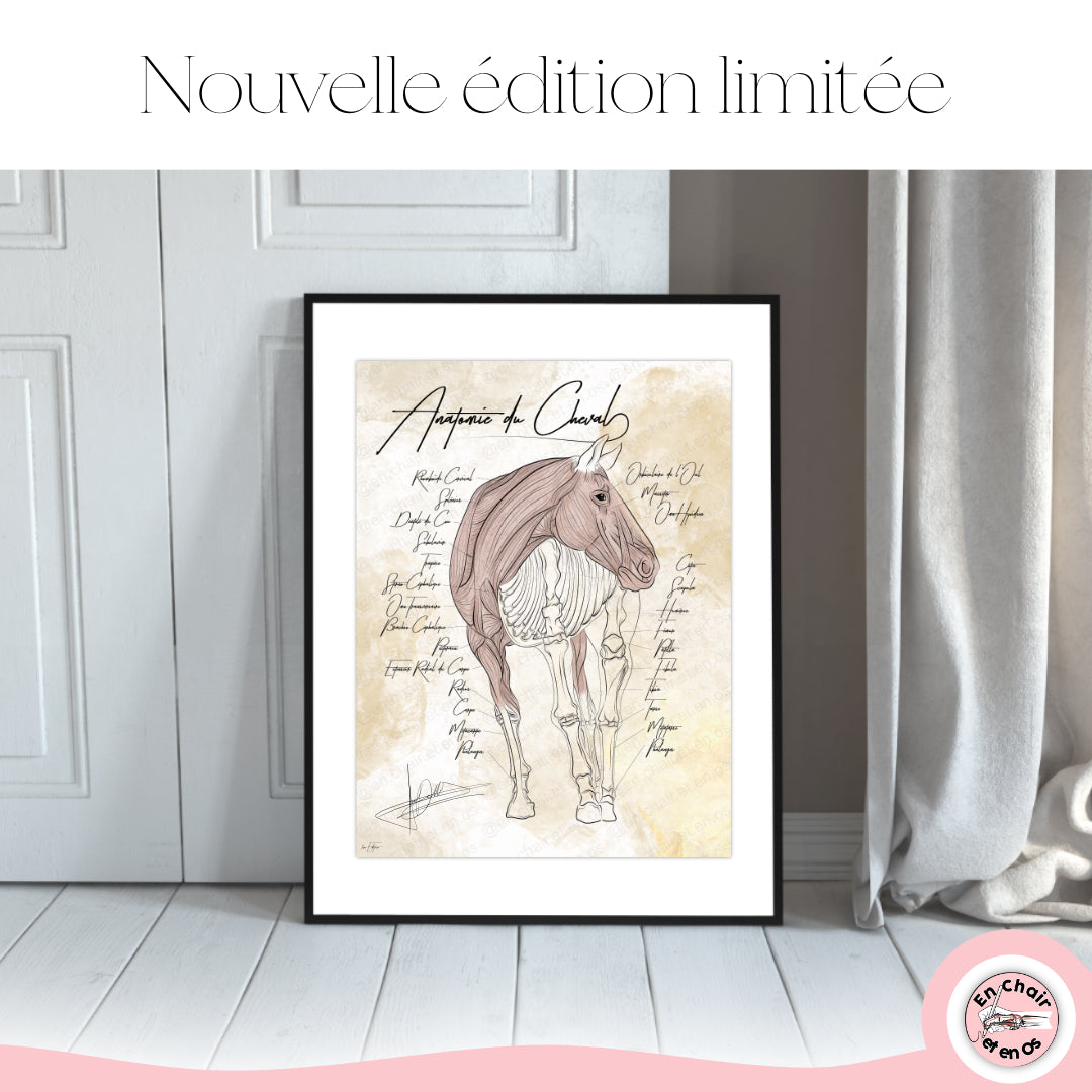 Planche Anatomique du cheval En Chair et en Os décoration pour cabinet de vétérinaire