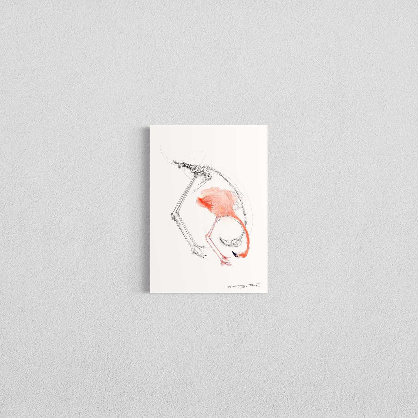 planche anatomique du flamand rose En Chair et en Os décoration murale