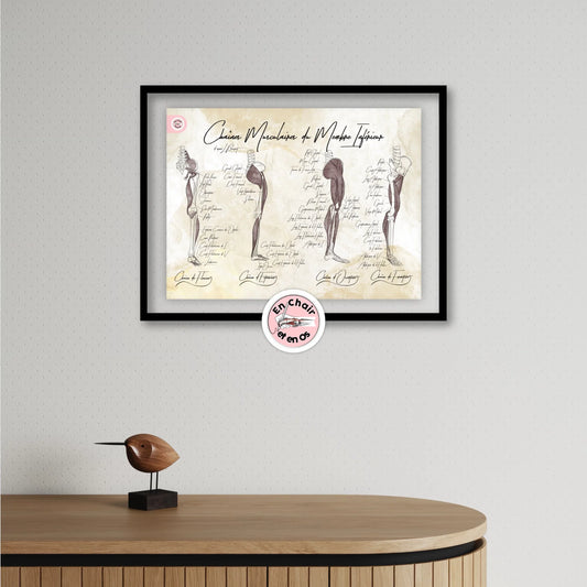 🎄 Posters anatomiques : Le cadeau original de Noël, utile et esthétique pour un kinésithérapeute