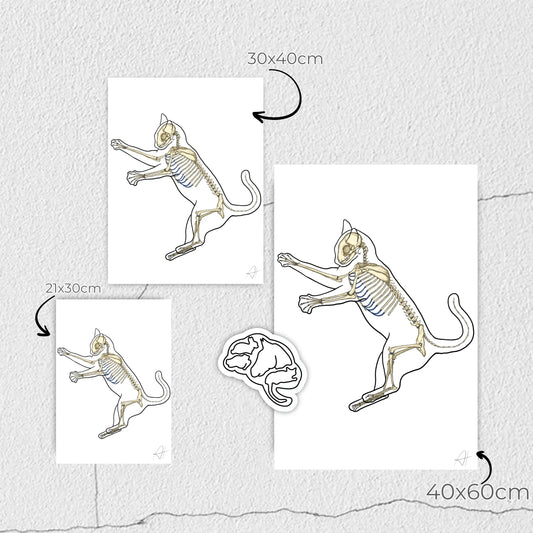 🔬 Noël 100% médecine : 6 posters anatomiques à offrir à un collègue, un mentor ou un ami médecin