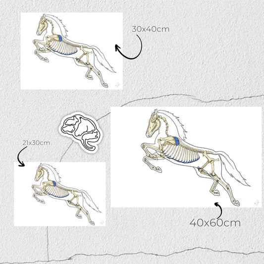 🎄 Offrir une affiche anatomique à un médecin pour Noël : Une idée déco chic et symbolique