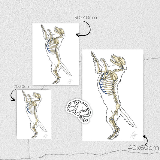 🎅 Médecins, Kinés, Ostéos : Offrez une affiche anatomique pour Noël