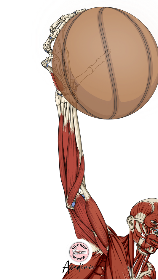 anatomie muscles de l'avant-bras