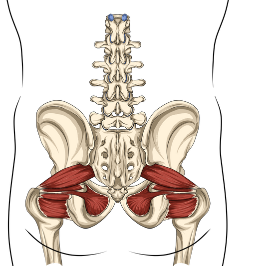 🧍‍♂️Une planche anatomique pour kiné : Le cadeau qui allie science, passion et décoration murale