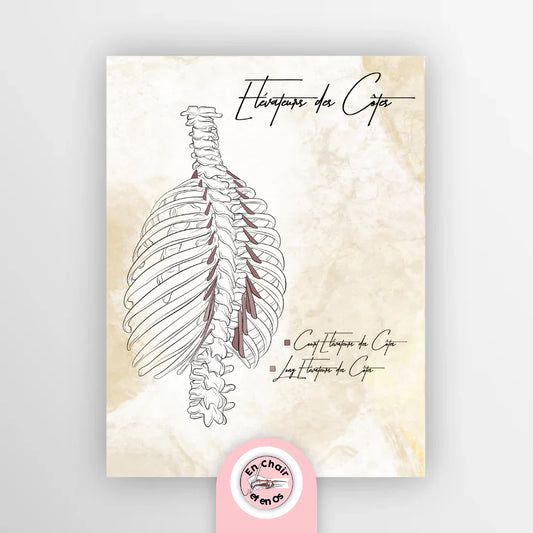 Pourquoi le dessin anatomique est-il un atout dans l’éducation de l'anatomie humaine pour vos patients ?