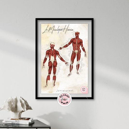 Comprendre la musculature humaine à travers une planche anatomique