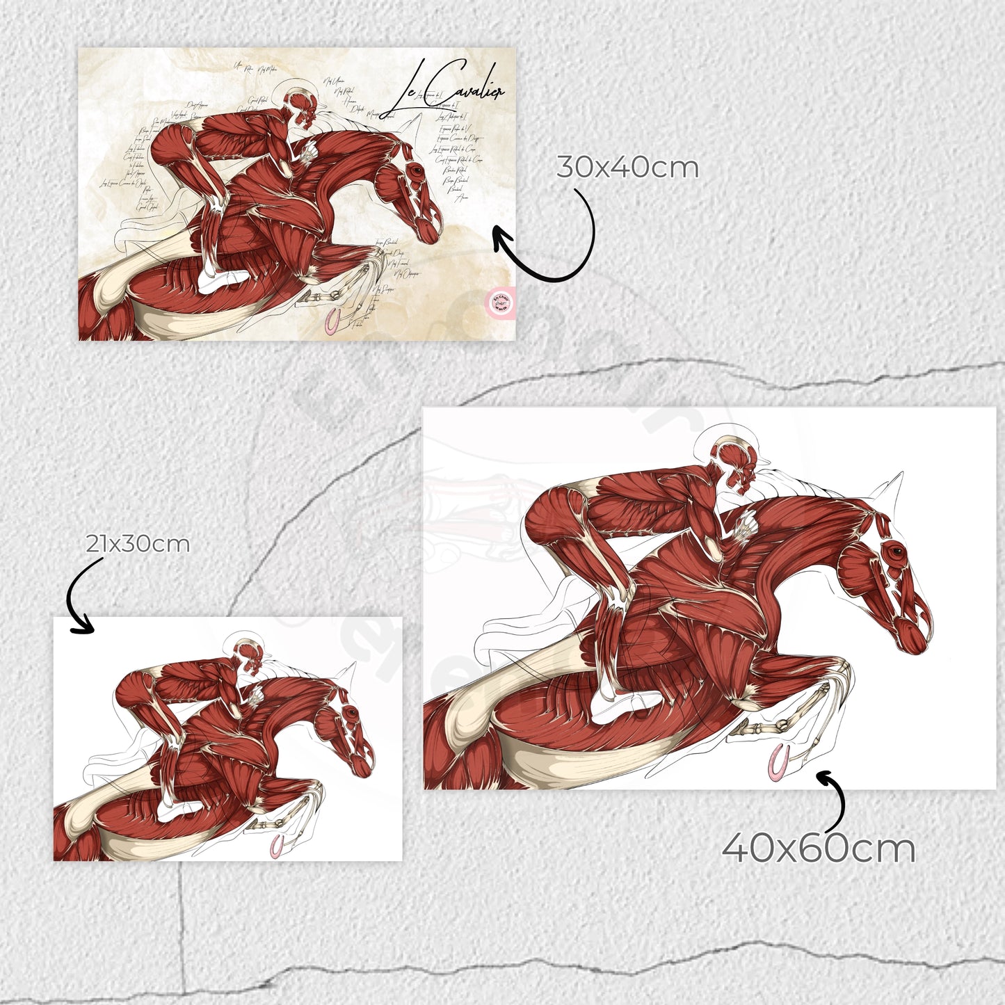 Poster anatomique du cavalier -