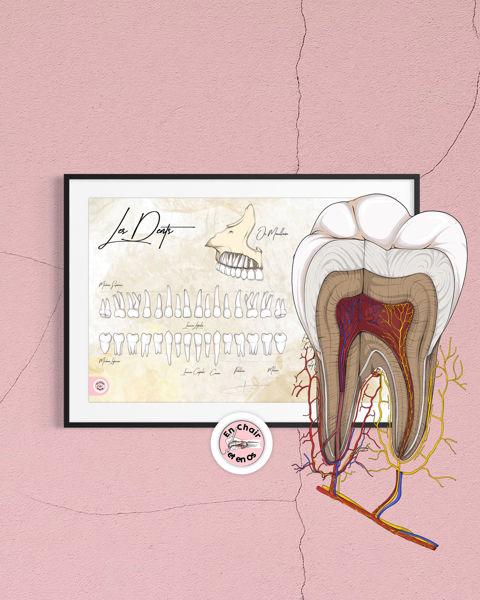 schema anatomique dent
