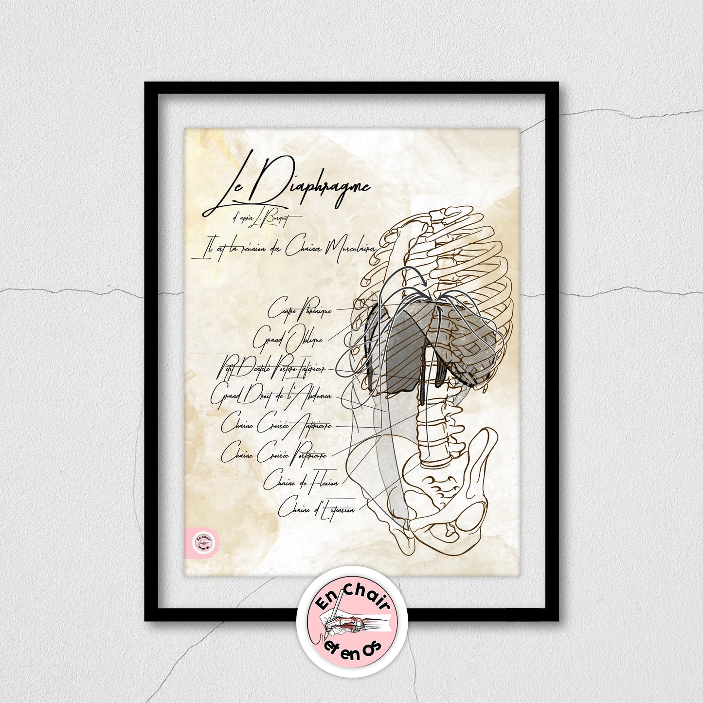 anatomie du diaphragme