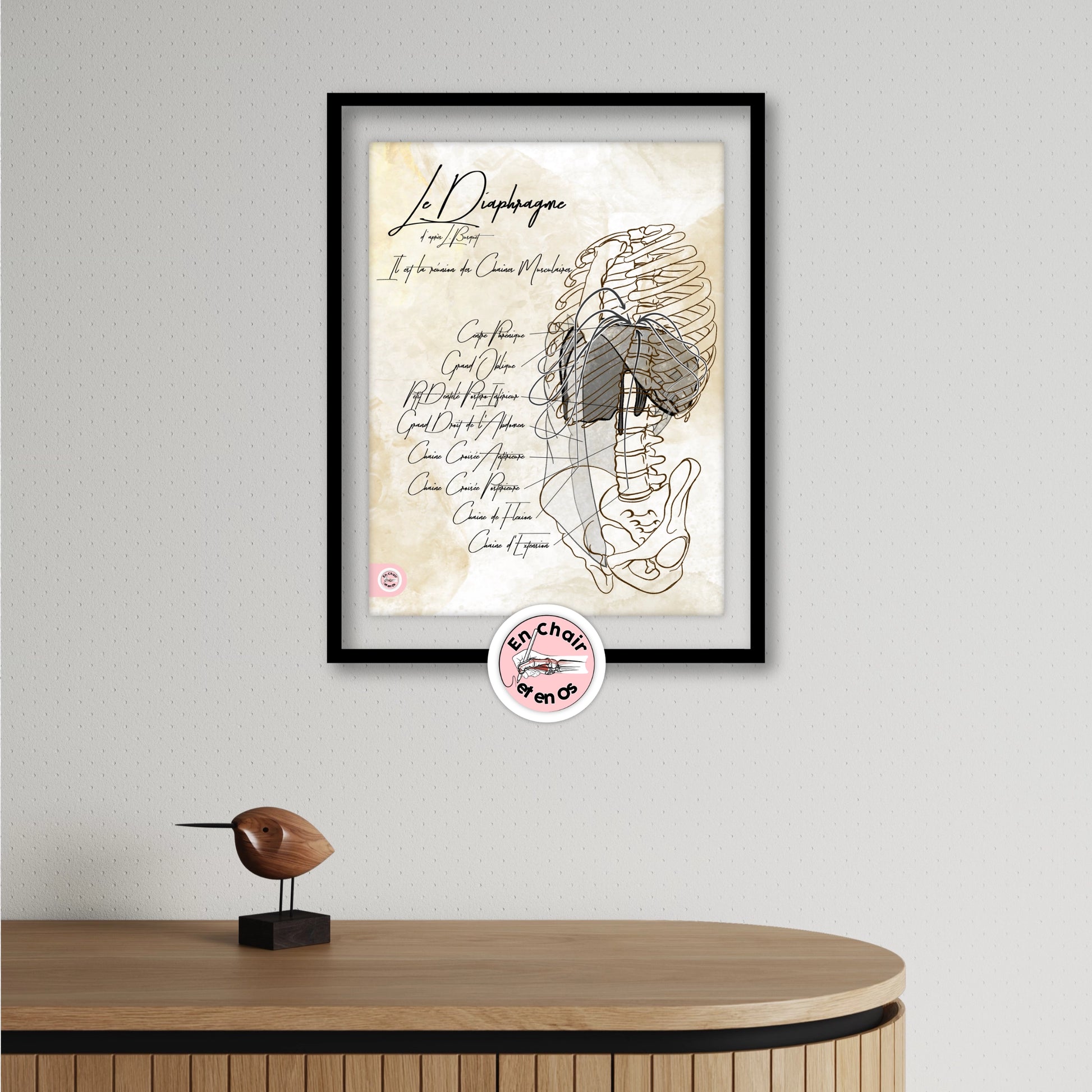 anatomie du diaphragme