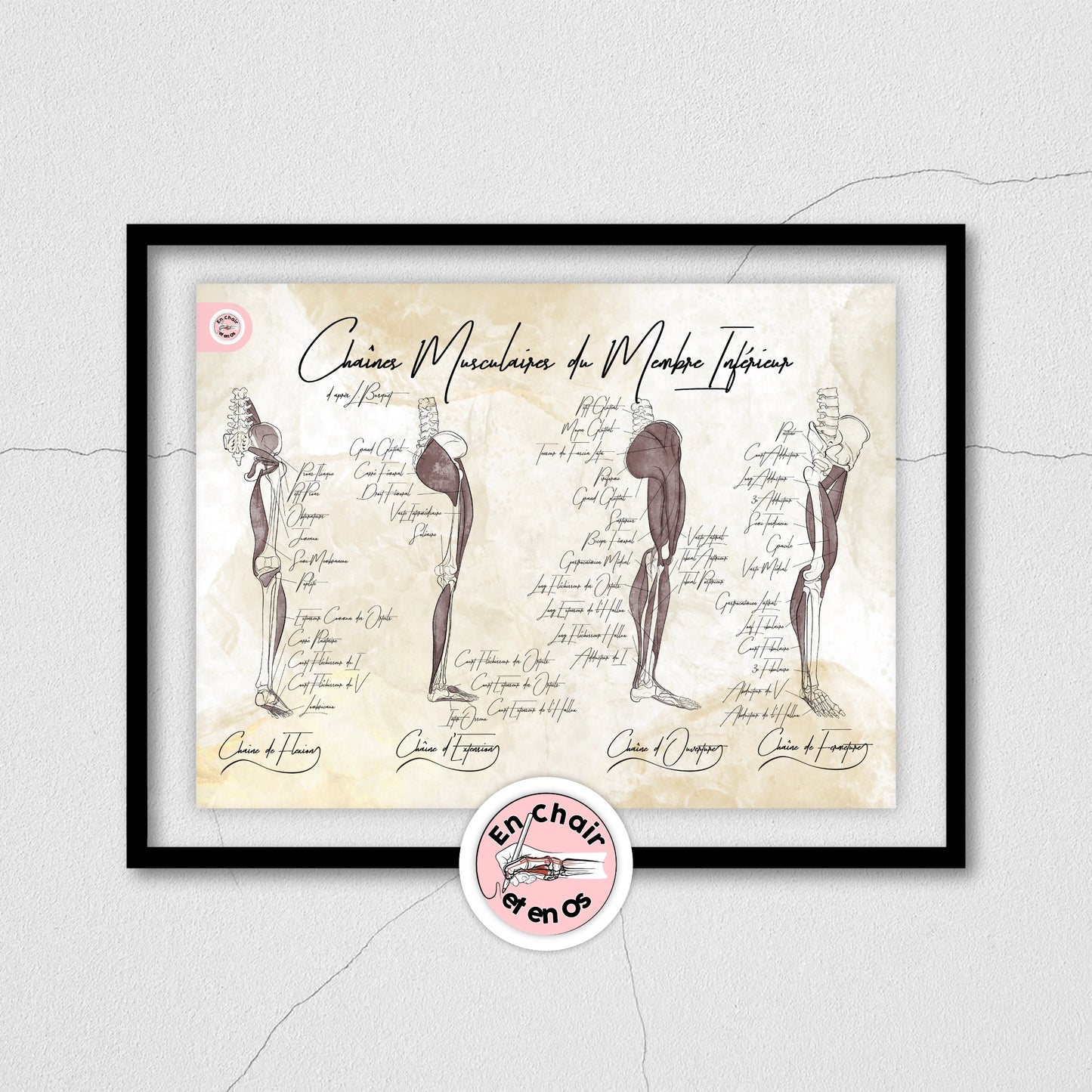 Planche Anatomique Chaînes Musculaires Membre Inférieur - Busquet