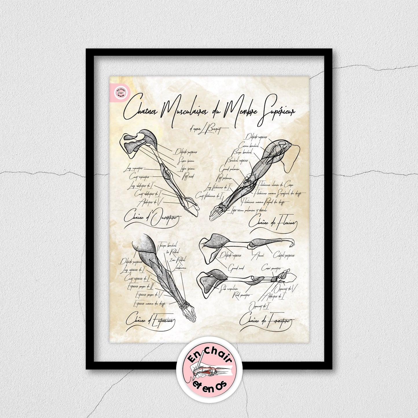 anatomie humaine - chaine musculaire membre supérieure - busquet
