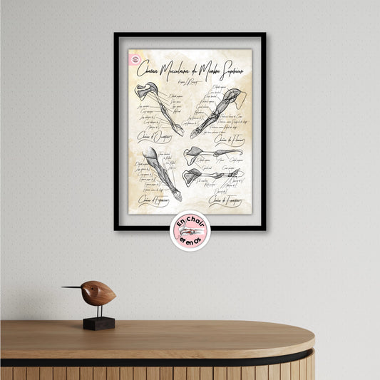 anatomie humaine - chaine musculaire membre supérieure - busquet