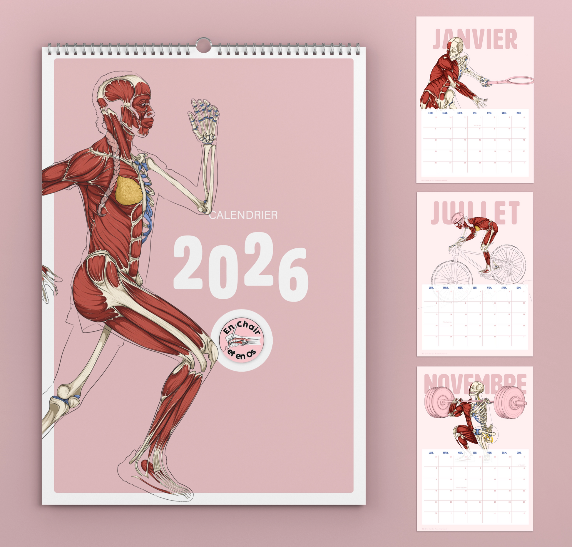 Calendrier Anatomie du sport en chair et en os