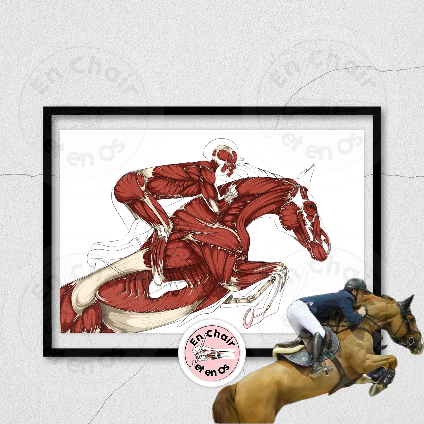 Poster anatomique du cavalier -