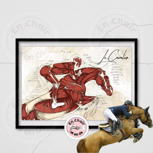 Poster anatomique du cavalier -