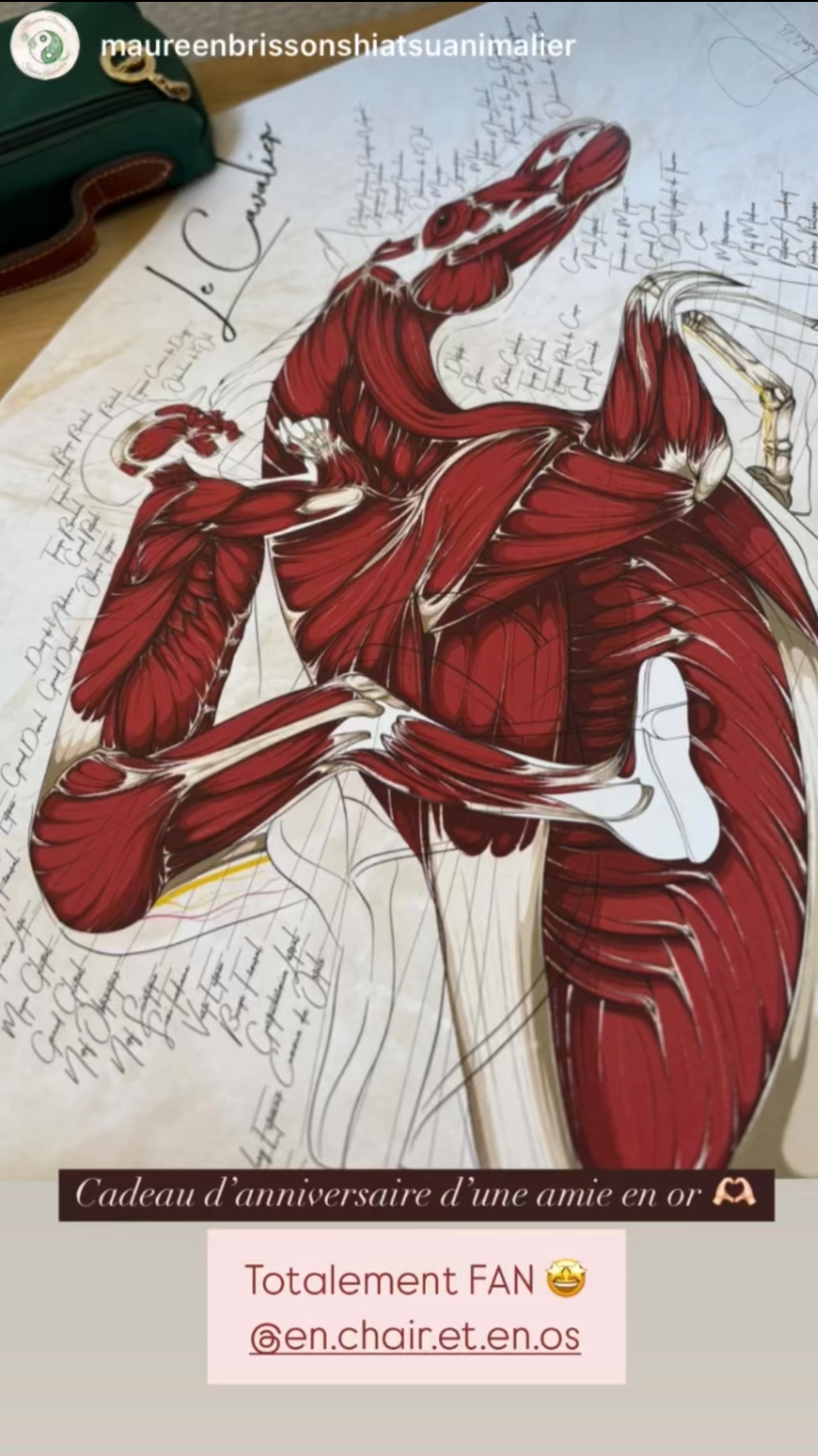 Poster anatomique du cavalier -