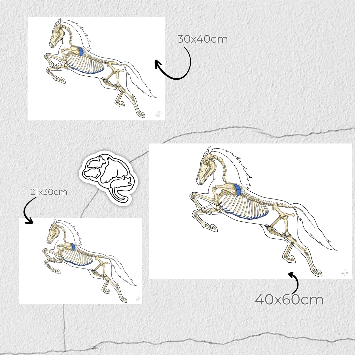 Ostéologie Équine - planche anatomique du cheval par Animal'Interest