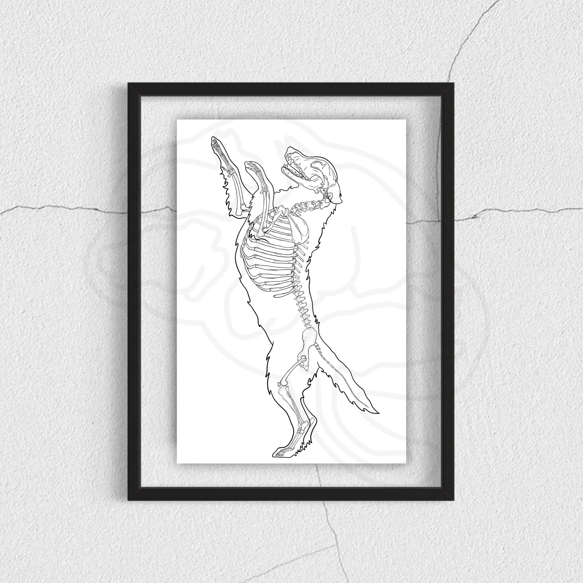 Planche anatomique du chien Animalinterest