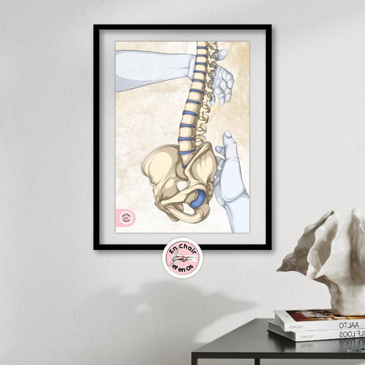 La colonne vertébrale et le bassin - la ceinture pelvienne