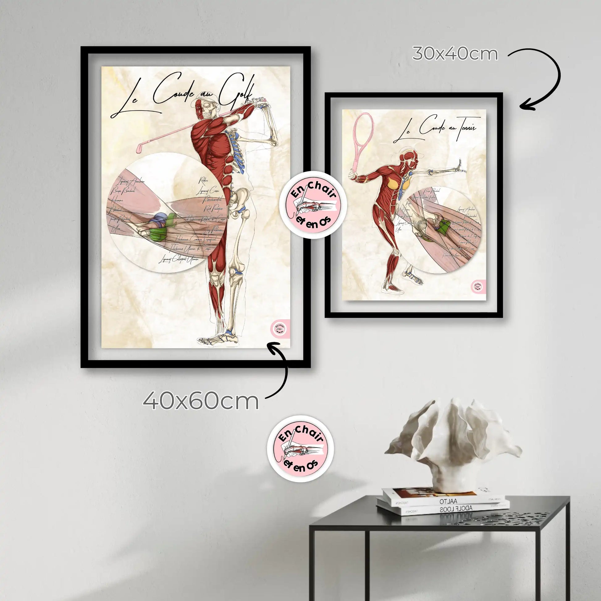 planches anatomiques muscles fléchisseurs du coude