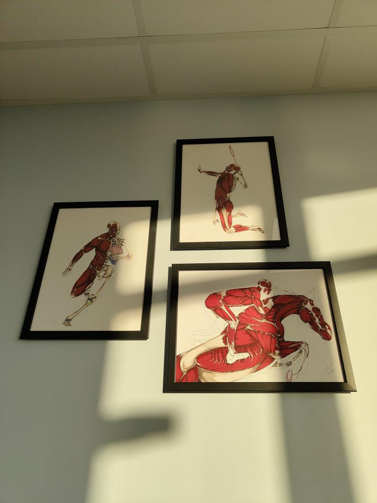 Poster anatomique du cavalier -