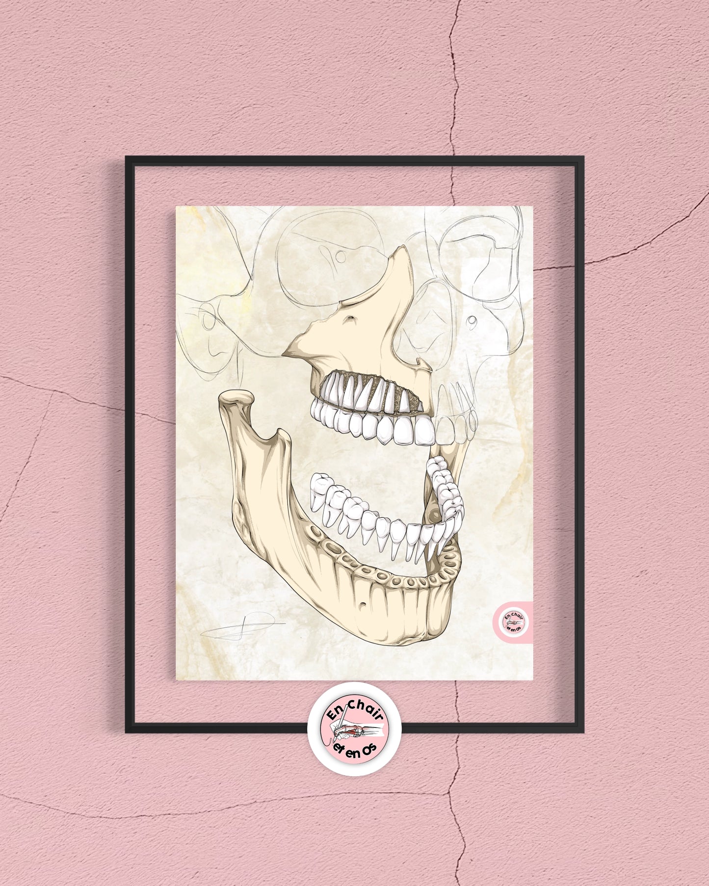 anatomie des dents et de la machöire En Chair et en Os
