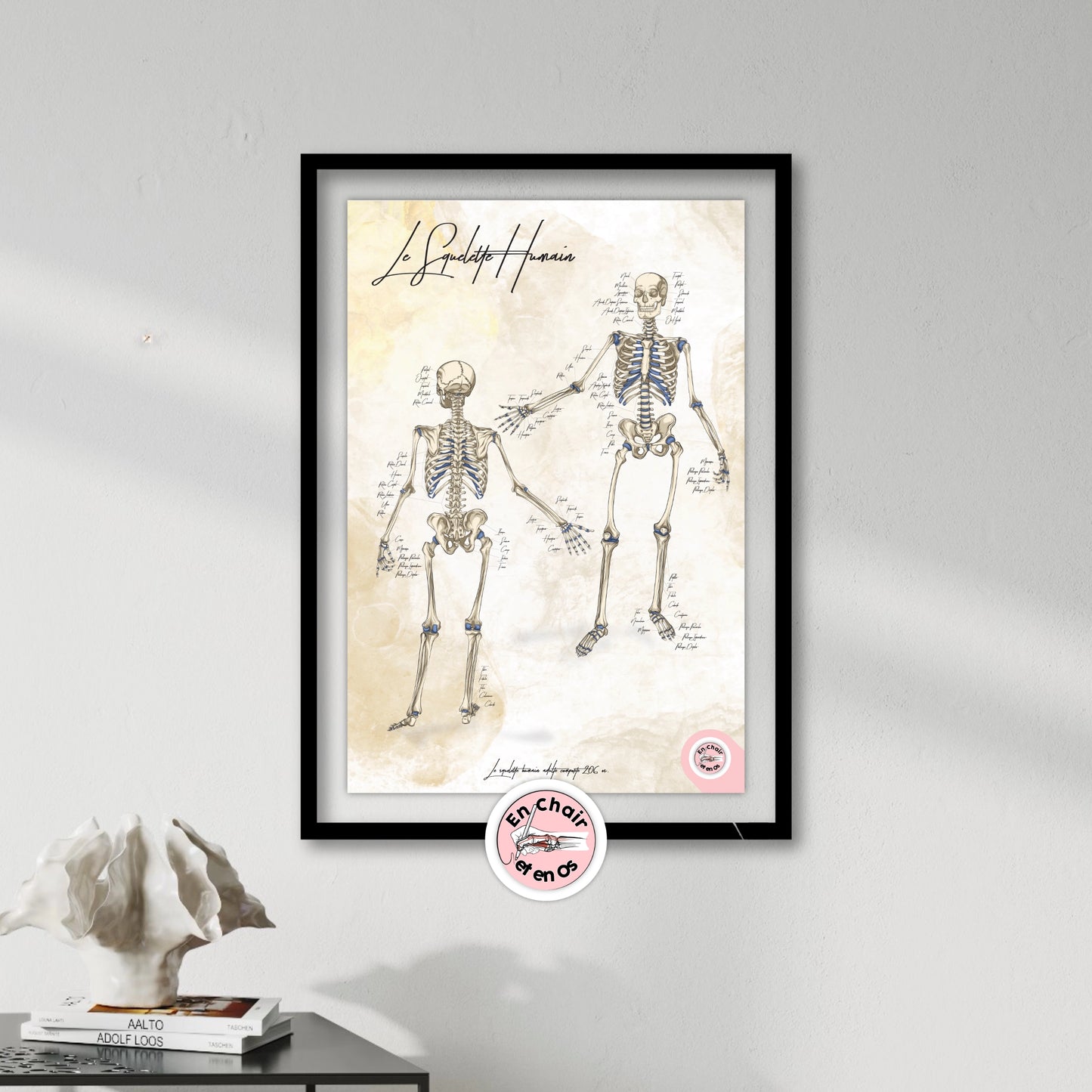 Planche anatomique du squelette humain