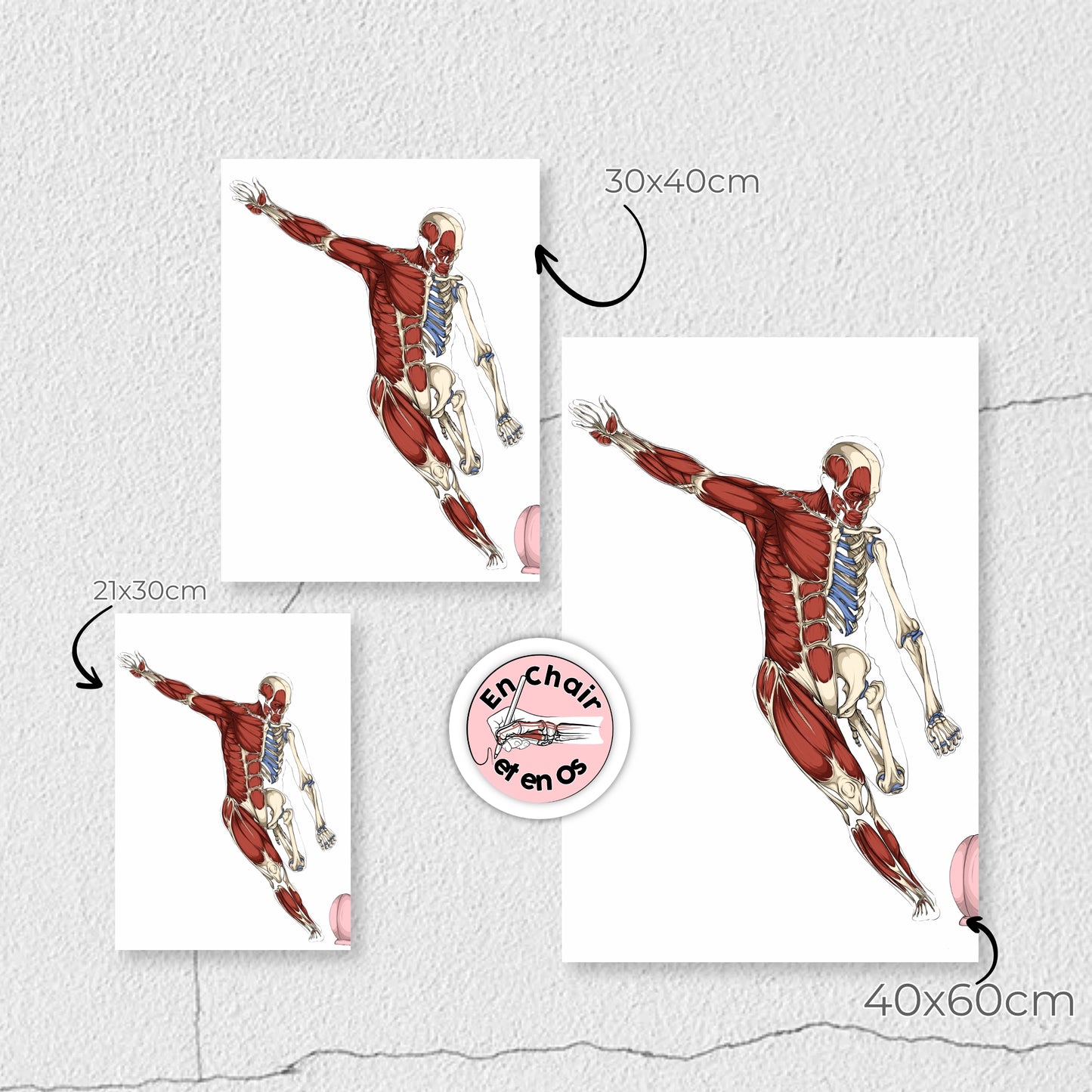 Poster Anatomique Rugby Wilkinson - Planche Sport Écorché