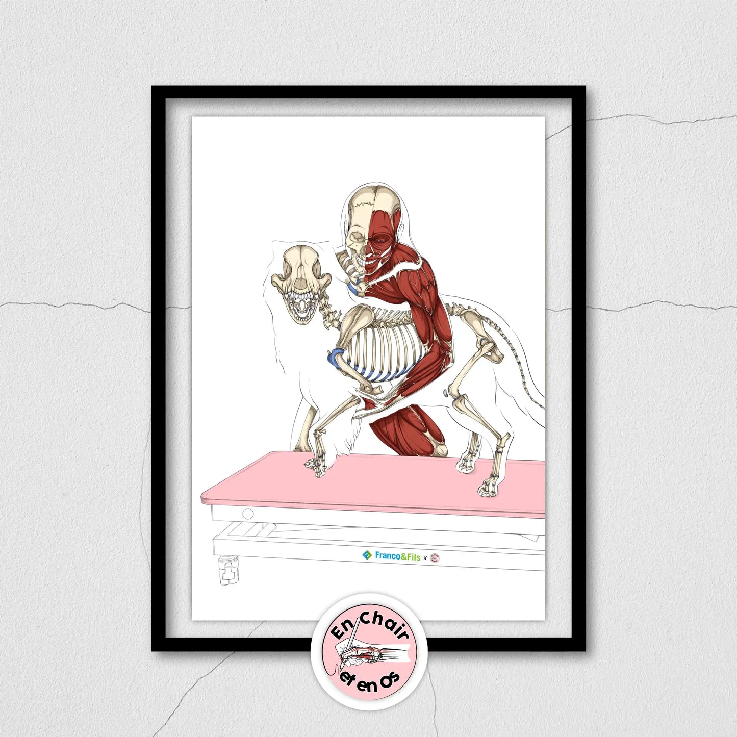 Vétérinaire - ostéopathe animalier -masseur canin - écorché du soin manuel du chien