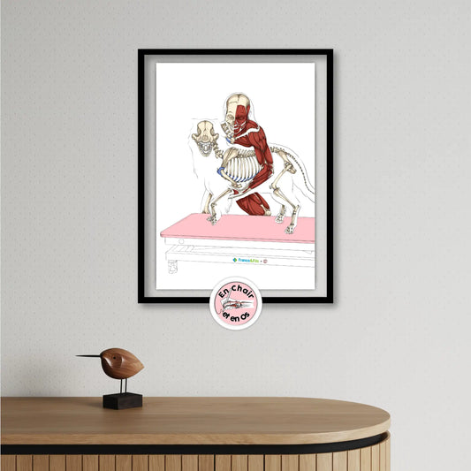 Vétérinaire - ostéopathe animalier -masseur canin - écorché du soin manuel du chien