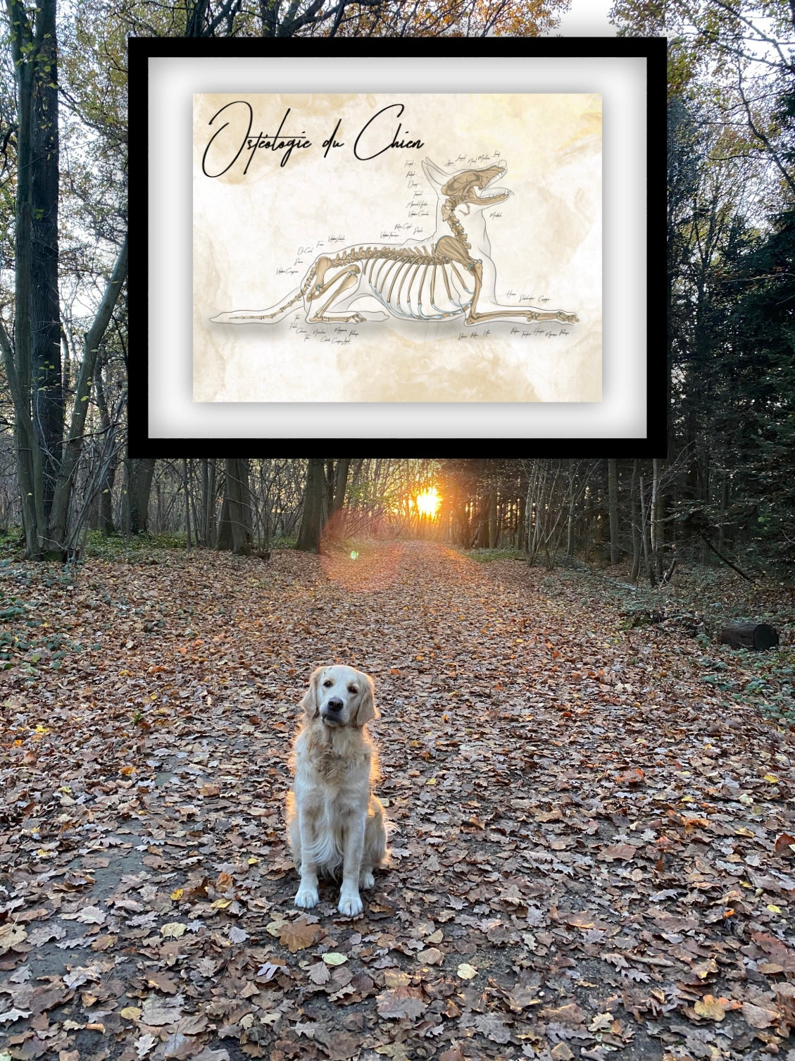 planche anatomique des os du chien