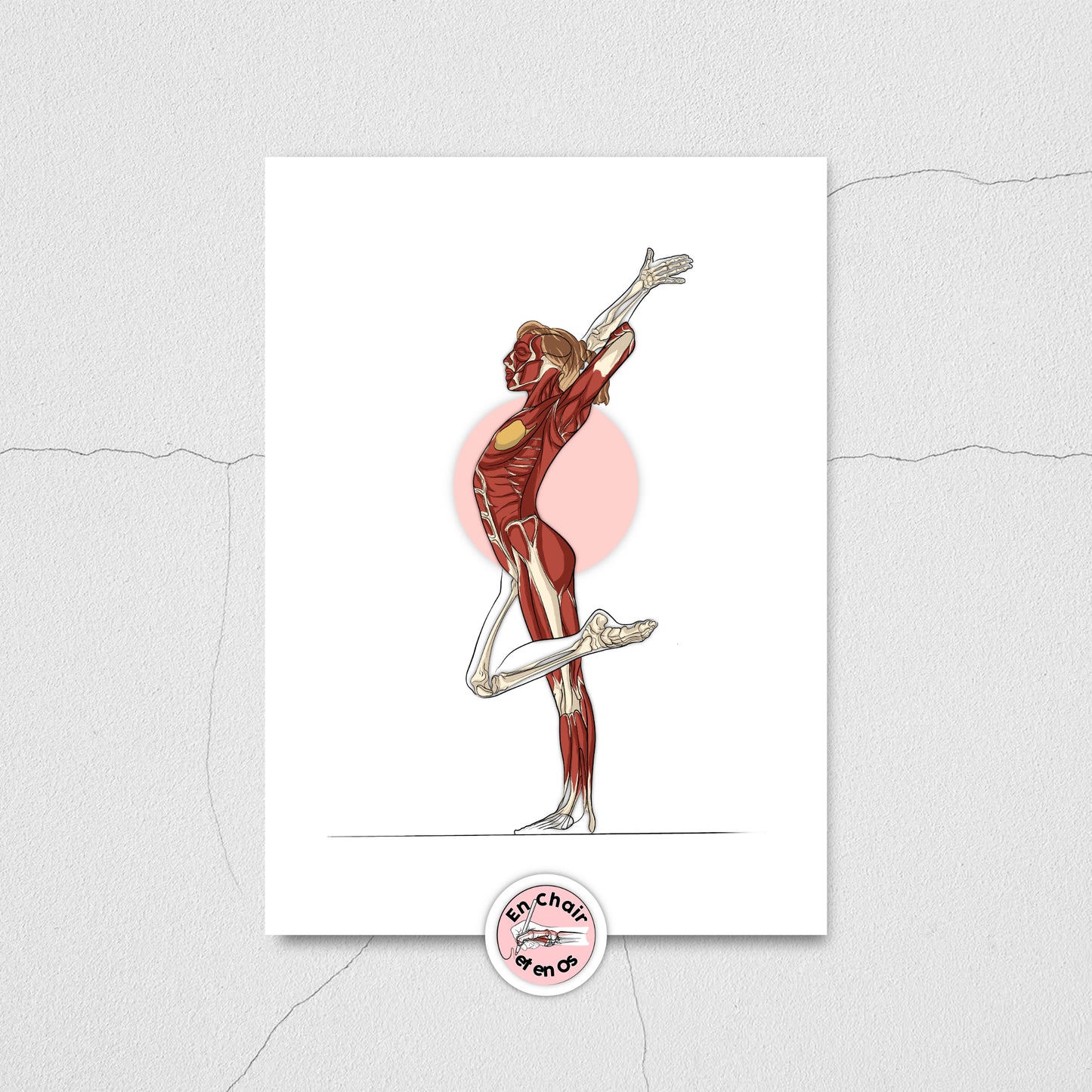 planche anatomique sport gymnastique