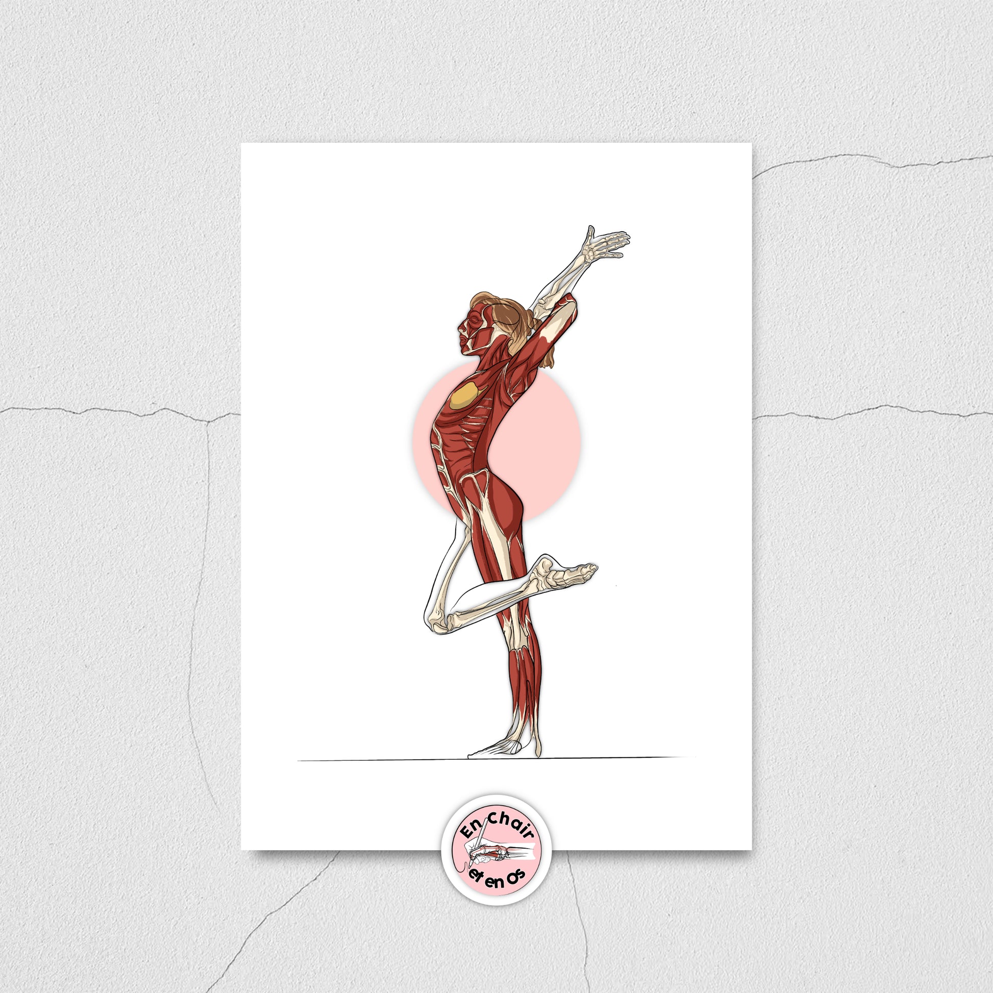 planche anatomique sport gymnastique