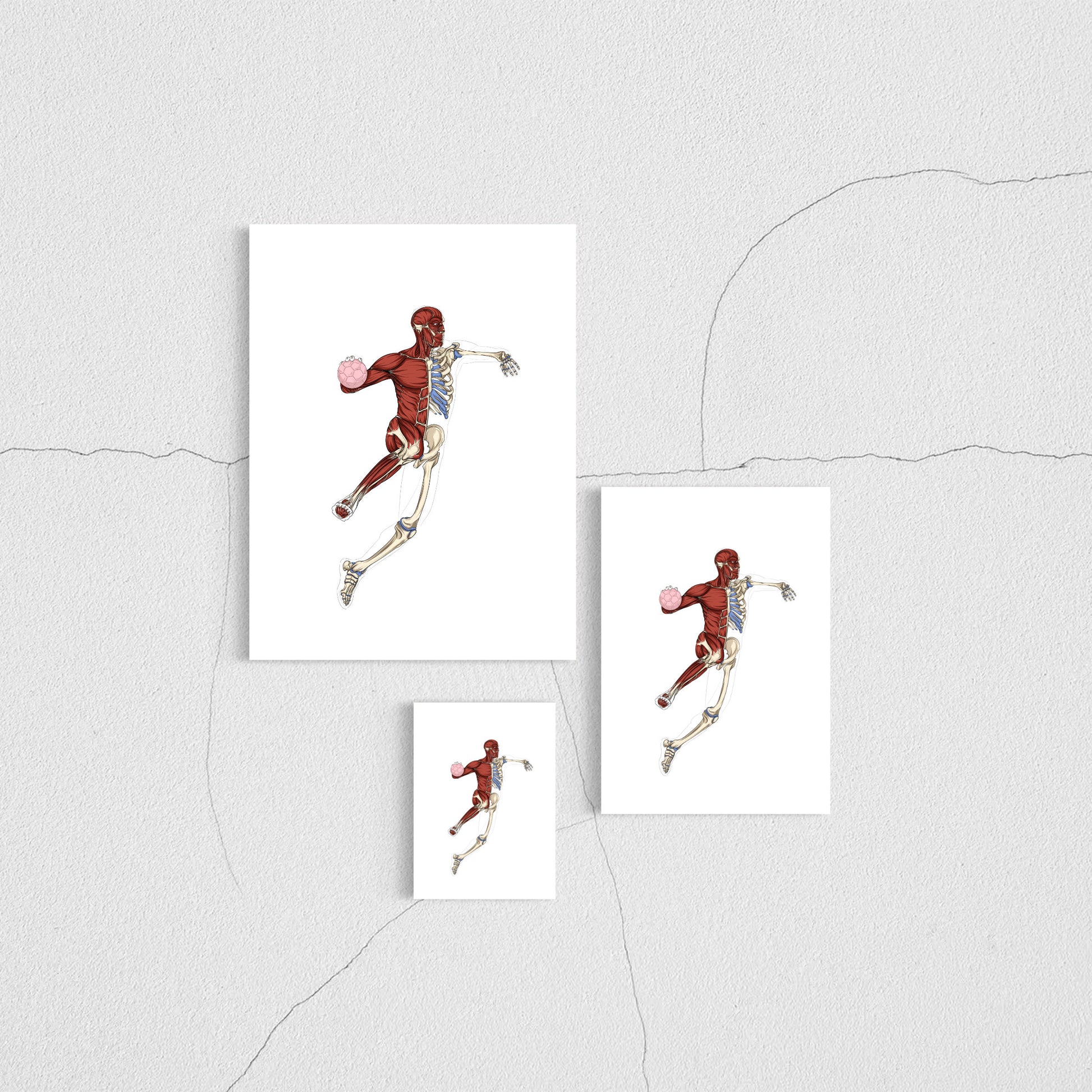 planche anatomique sport handball