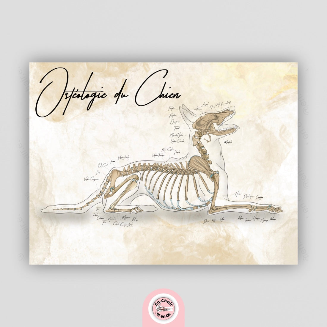 Anatomie des os du chien