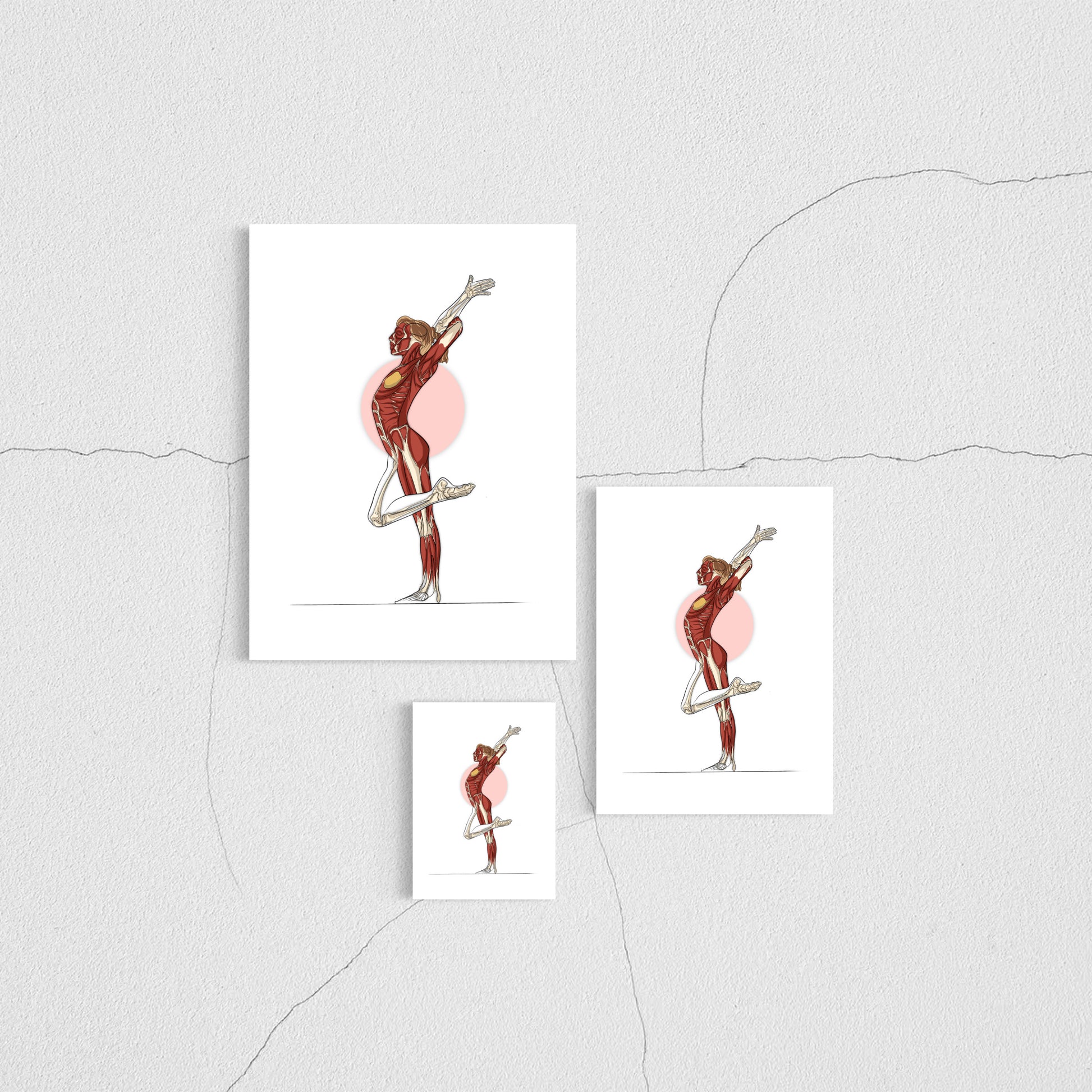 Planche anatomique sport gymnastique 