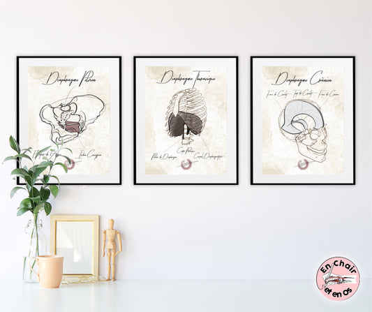 Planche anatomique du diaphragme crânien diaphragme thoracique diaphragme pelvien