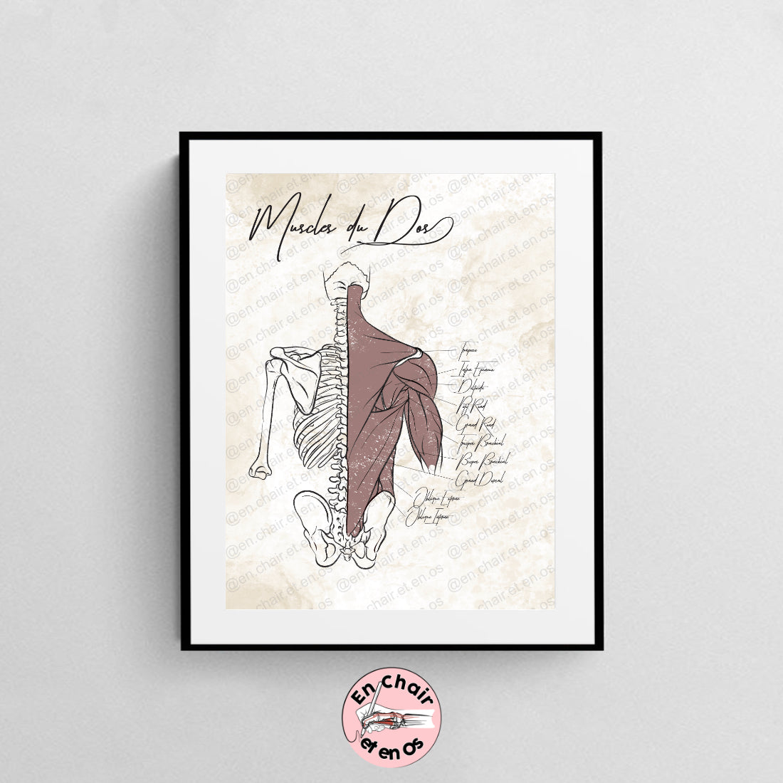 Planche anatomique des muscles du dos encadrée En Chair et en Os