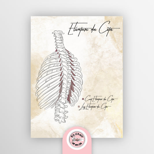 planche anatomique élévateurs des côtes