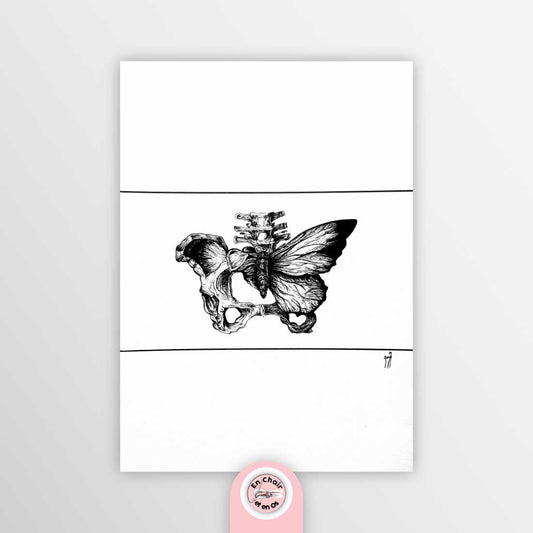 planche anatomique bassin