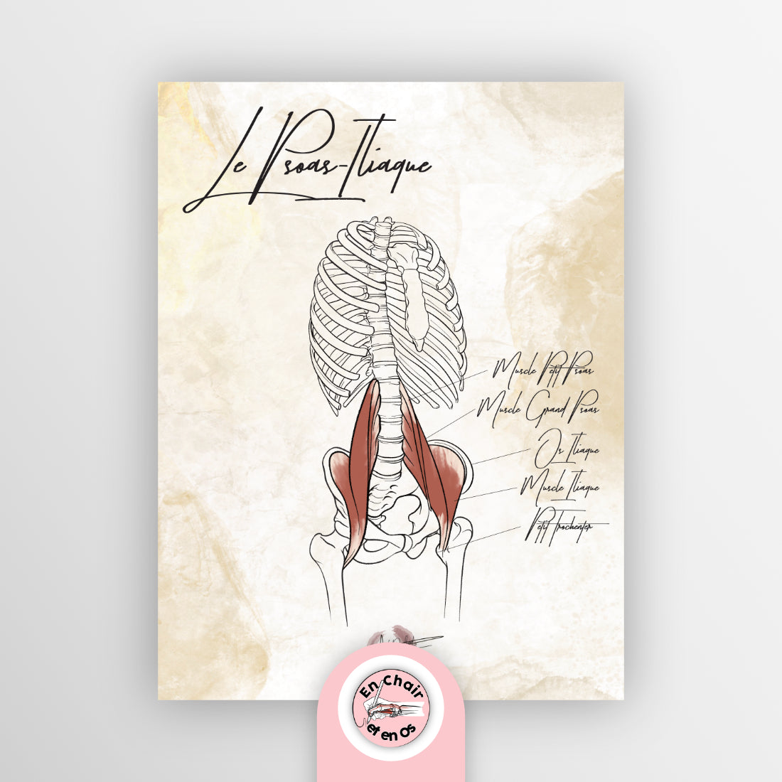 planche anatomique muscle psoas