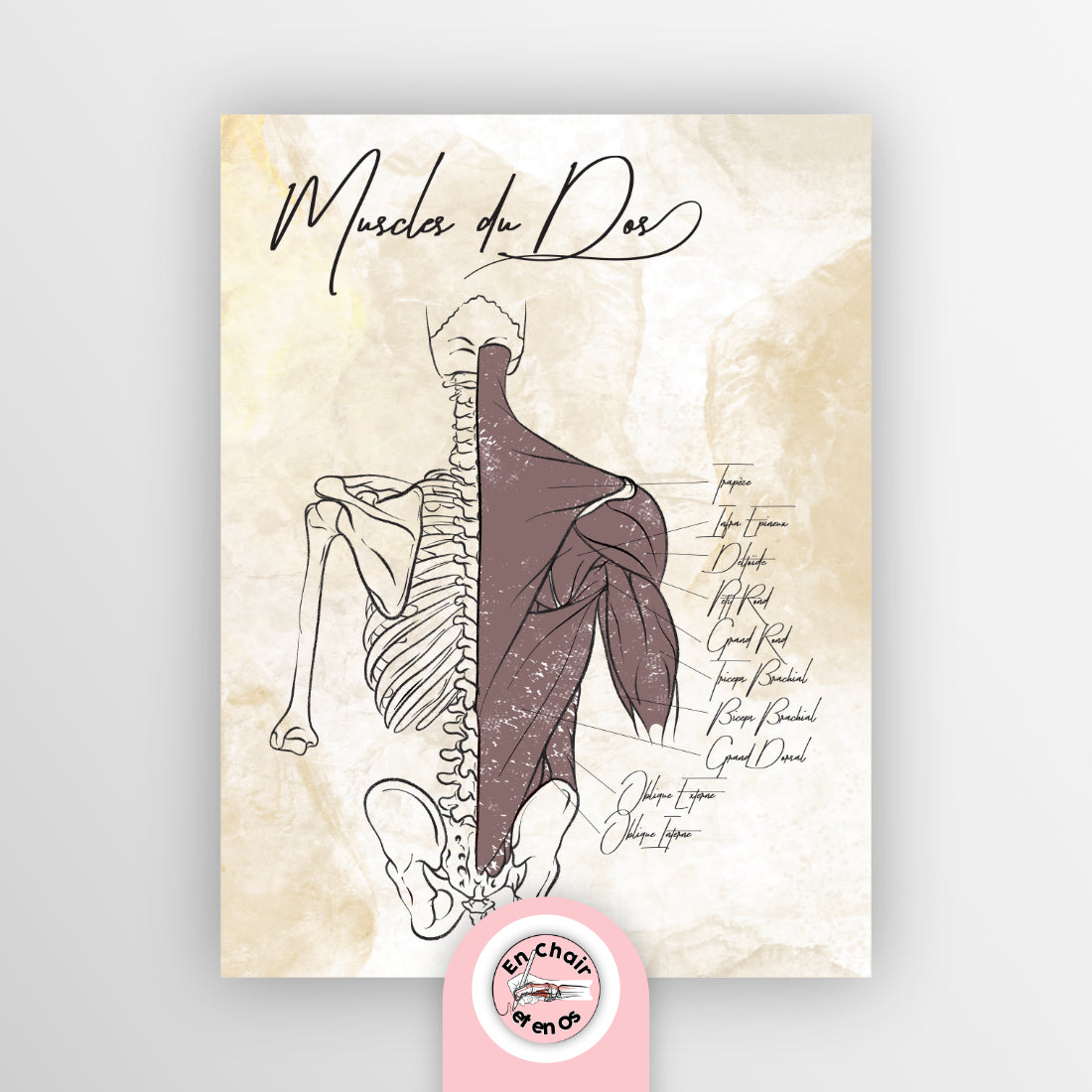 planche anatomique muscles du dos
